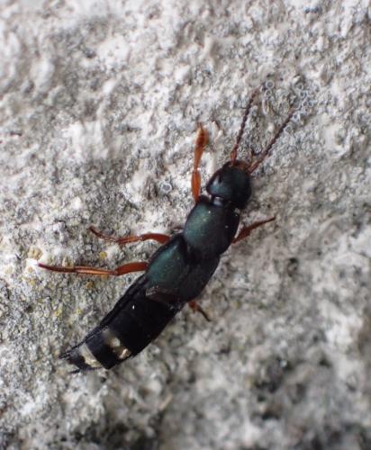 Platydracus fulvipes
